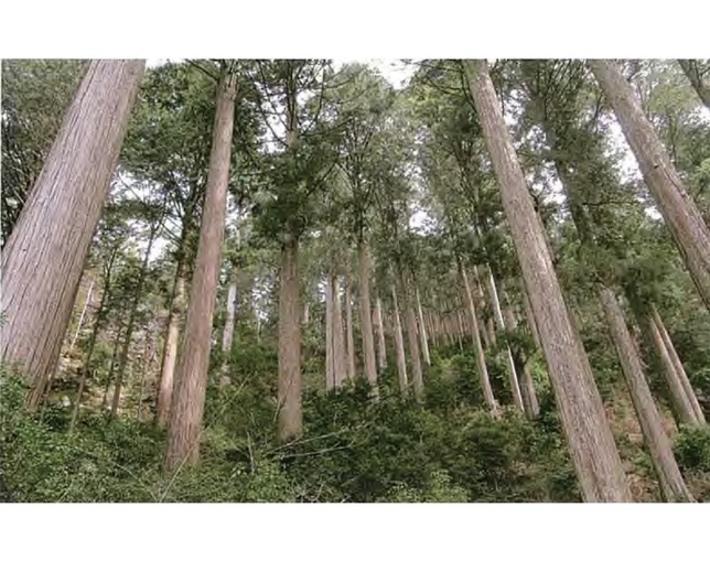 小島工芸 日本の机　ミドルタイプ　チェリーナチュラルの写真