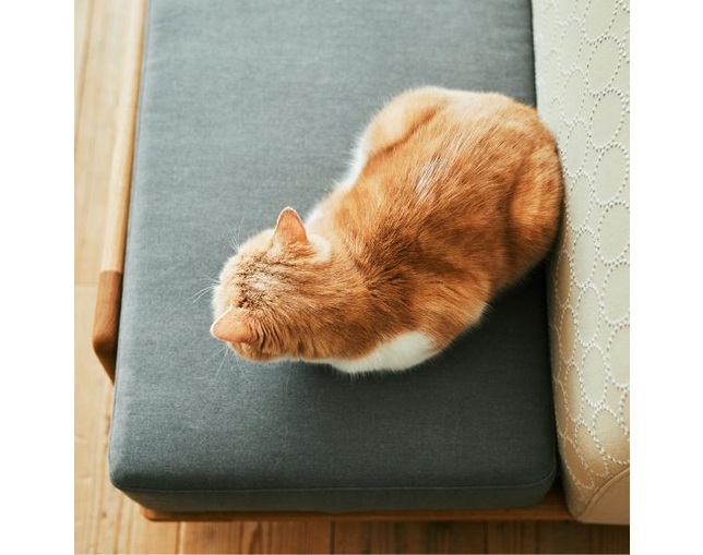 グリニッチ(greeniche) Luu Sofa cat life modelの写真