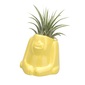 naft Plants animal オラウータンの写真