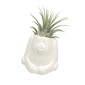 naft Plants animal オラウータンの写真