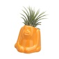 naft Plants animal オラウータンの写真