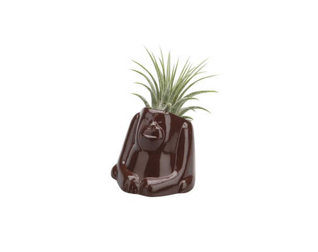 naft(ナフト) Plants animal オラウータンの写真