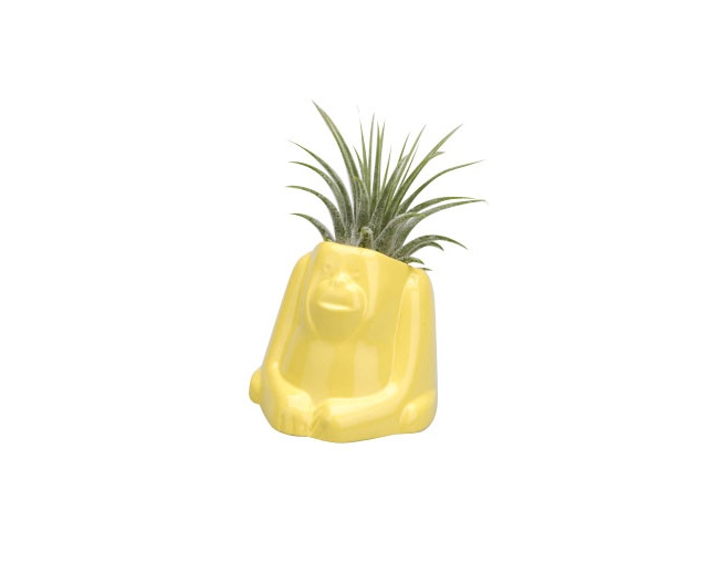 naft(ナフト) Plants animal オラウータンの写真