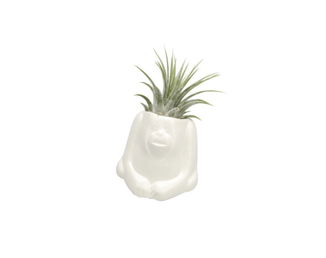 naft(ナフト) Plants animal オラウータンの写真