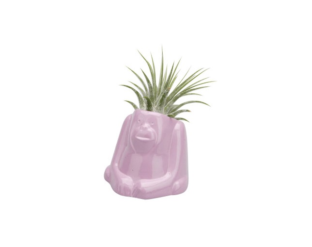 naft(ナフト) Plants animal オラウータンの写真