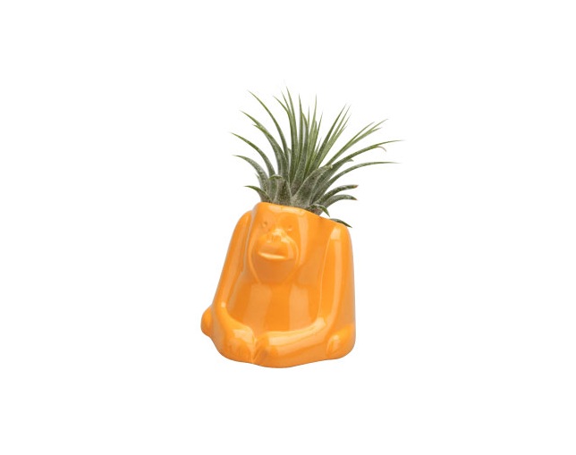naft(ナフト) Plants animal オラウータンの写真