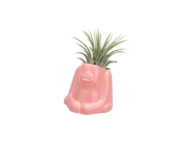 naft(ナフト) Plants animal オラウータンの写真