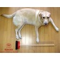 Redecker [REDECKER/レデッカー]赤いヘッドのミニデッキブラシ(馬毛)の写真