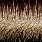 Alam Sari 人工茅葺き屋根 Alang Alang JAVAの写真