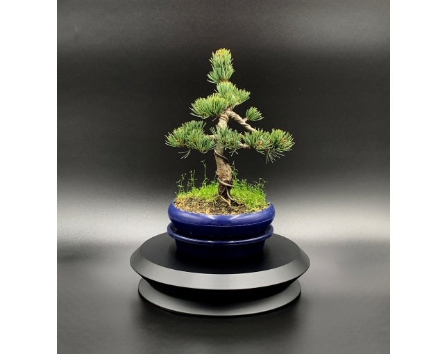 松永工房(マツナガコウボウ) ジュリアーノ・ボンサイベース01の写真