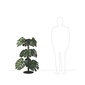 Arti e Mestieri MONSTERA プラントの写真