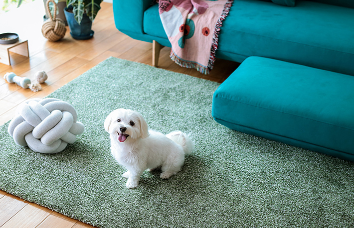 ペットと暮らすインテリアフェア カリモクのプレミアムな家具にきっと出会えます タブルーム Tabroom