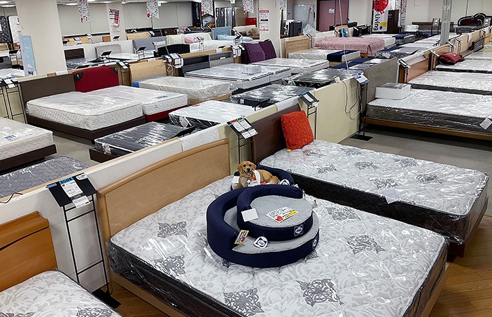 【あの寝具がお値打ち価格に?】ベッドフェス  10時から開催 in プラスリビング岐阜店  9/14～9/23のカルーセル画像12